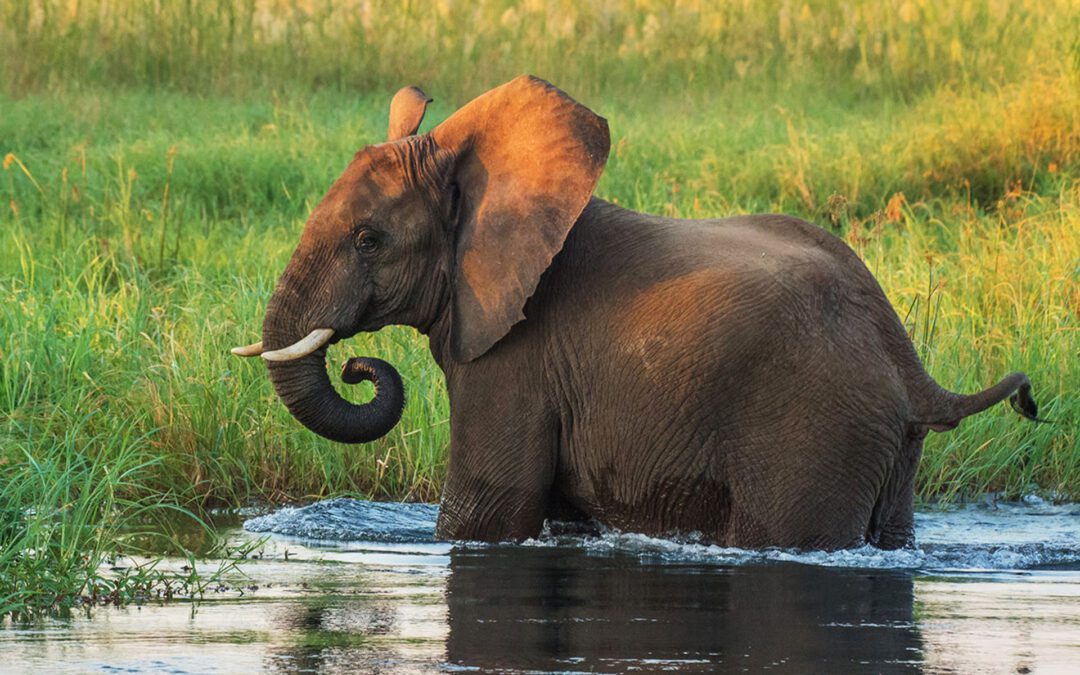 Exploring the Lower Zambezi National Park: Zambia’s Riverside Paradise