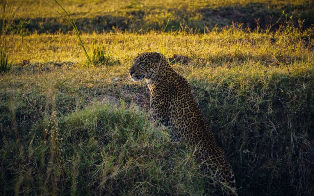 South Luangwa National Park: The Crown Jewel of Zambia’s Safari Destinations